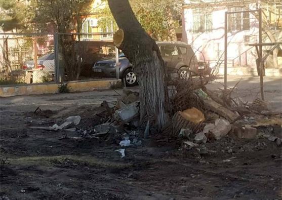 «Abadlıq» aşiqlərinin ağac genosidi - Foto 6
