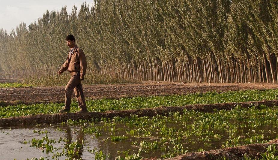 A disappearing desert oasis