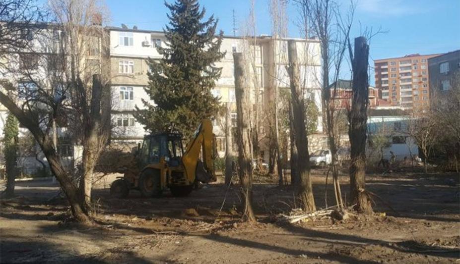 «Abadlıq» aşiqlərinin ağac genosidi